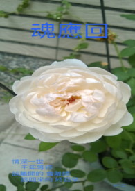 ��Ӧ��